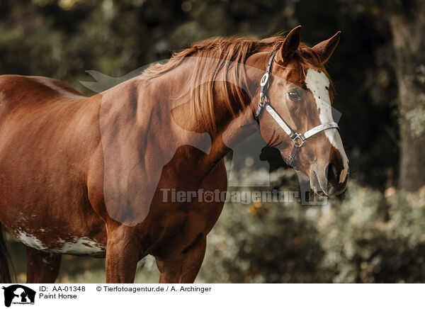 Paint Horse / Paint Horse / AA-01348