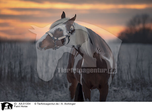 Paint Horse / Paint Horse / AA-01354