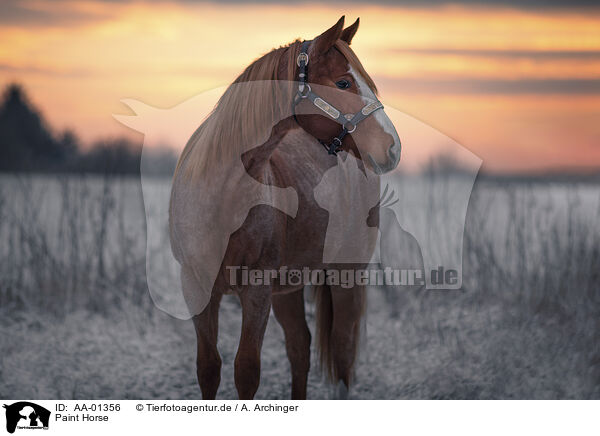 Paint Horse / Paint Horse / AA-01356