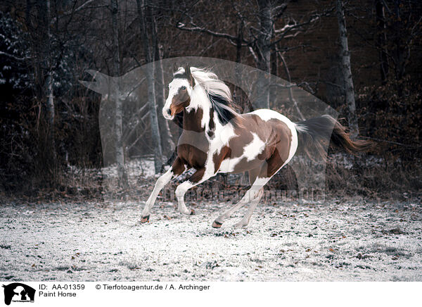 Paint Horse / Paint Horse / AA-01359