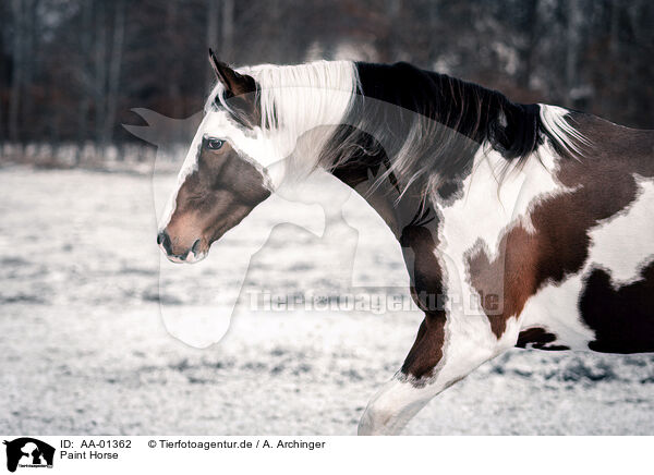 Paint Horse / Paint Horse / AA-01362