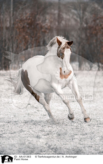Paint Horse / AA-01363