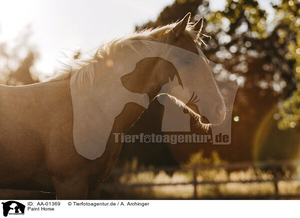 Paint Horse / Paint Horse / AA-01369