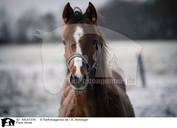 Paint Horse / Paint Horse / AA-01378