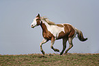 Paint Horse