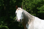 Paint Horse Portrait