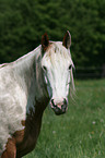 Paint Horse Portrait