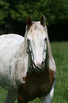 Paint Horse Portrait