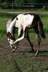 Paint Horse Fohlen