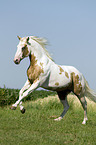 galoppierendes Paint Horse