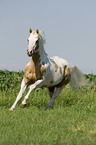galoppierendes Paint Horse
