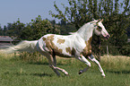 galoppierendes Paint Horse