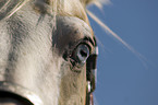 Paint Horse Auge