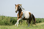galoppierendes Paint Horse