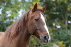 Paint Horse Portrait