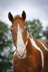 Paint Horse Portrait