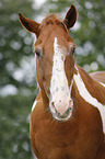 Paint Horse Portrait