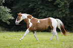 trabendes Paint Horse