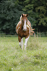 laufendes Paint Horse