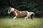 galoppierendes Paint Horse