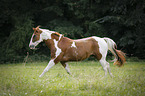 galoppierendes Paint Horse