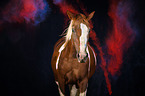 Paint Horse mit Holi Farbe
