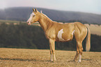 Paint Horse