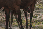 Paint Horses