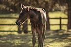 Paint Horse
