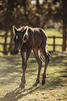 Paint Horse
