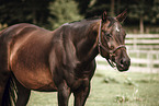 Paint Horse