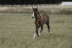 Paint Horse