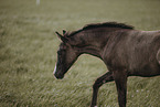 Paint Horse