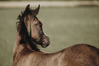 Paint Horse