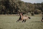 Paint Horse