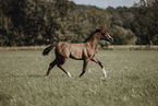 Paint Horse