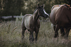 Paint Horses