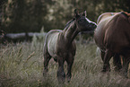 Paint Horses