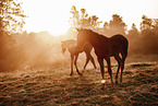 Paint Horses