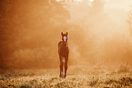 Paint Horse