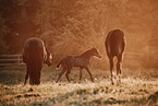 Paint Horses