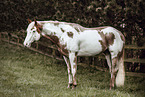 Paint Horse