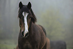 Paint Horse