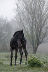 Paint Horse