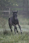Paint Horse