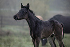Paint Horses