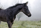 Paint Horse