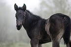 Paint Horse