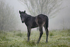 Paint Horse