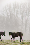 Paint Horses